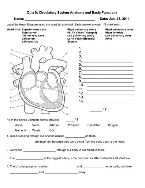 Quiz 9 Circulatory System Anatomy And Basic Functions — Db