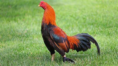 Bobby Boles Asil Ar Compound Gamefowl Mclean Hatch Bobby Rooster