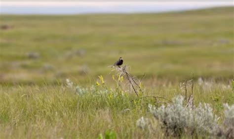 Grassland Bird With Habitat From Smithsonian Dot Com Youtube Video