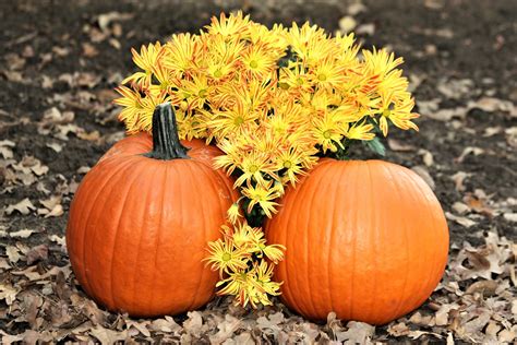 The fall weather in the area where i the best part of this diy fall planter is inexpensive and no carving pumpkin involved. How to Plant Pumpkin Seeds | Extra Wellness | Planting and ...