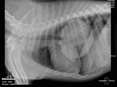 Lung Cancer In Dogs General Symptoms And Types Of Carcinoma