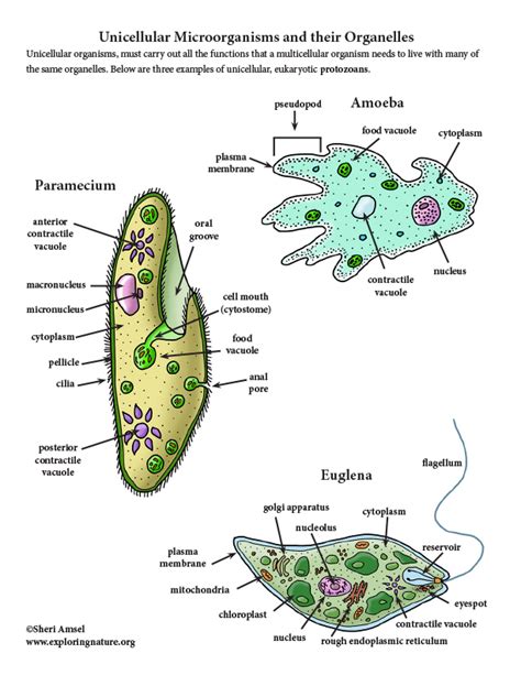 Unicellular Microorganisms And Their Organelles