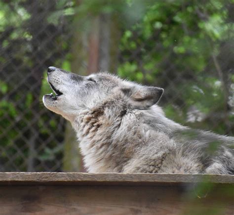 Junior Wolf Howl Wnc Nature Center