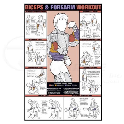 These exercises target the biceps, but your shoulders, forearms, triceps and pectorals can also benefit. Biceps & Forearm Workout Fitness Chart 0CHNFC9E | Full ...