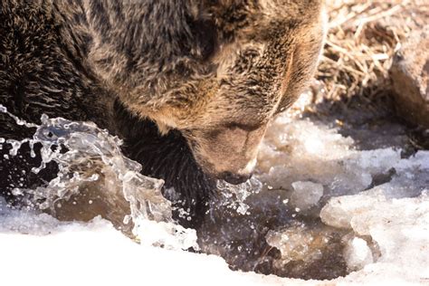 16 Cute Photos Of Grouse Mountains Grizzly Bears Awakening From