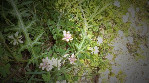 Securigera Parviflora Desv Lassen Bahçetacı Nur Coşkun Flickr