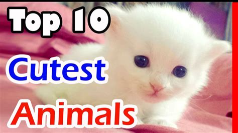 10 Animals Cute Top 10 Cutest Animals In The World 2017