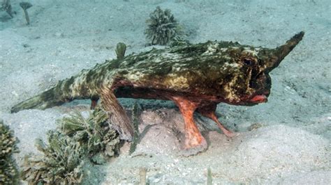 Honduras Un Poisson Avec Des Pattes Découvert Au Fond De La Mer Par