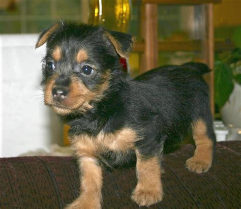 Australian terriers usually have relatively small litters, with the average being 2 to 4 puppies. Terrier Dog Puppies Pictures