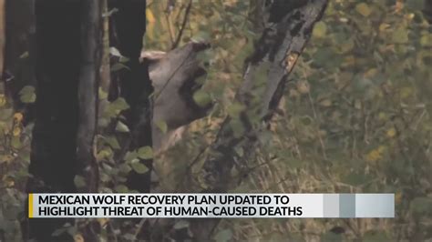 Mexican Wolf Recovery Plan Sees Revision Youtube