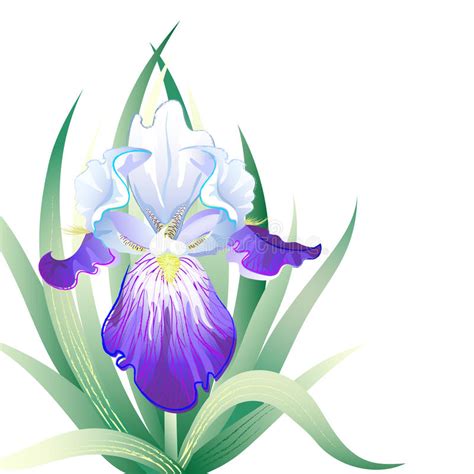 Free Free 115 Iris Flower Svg SVG PNG EPS DXF File