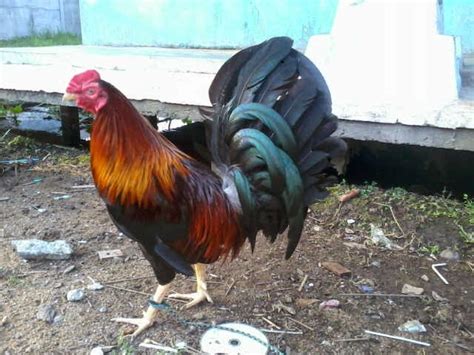 Ayam filipin philipina asli indukan import kab kebumen jualo. Gambar Ayam Adu Taji Pisau Berbagi Info Jg Segel Jenis ...