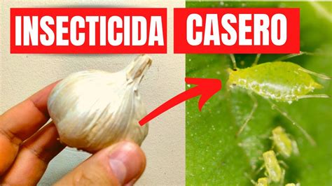 Como Hacer El Mejor Insecticida Casero Para Plantas Ecol Gico Y