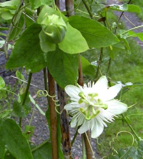 Plantfiles Pictures Passiflora Species White Passion Flower Passion