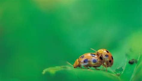 Difference Between Male And Female Ladybugs Sciencing