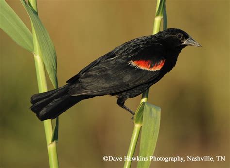 Red Winged Blackbird State Of Tennessee Wildlife Resources Agency