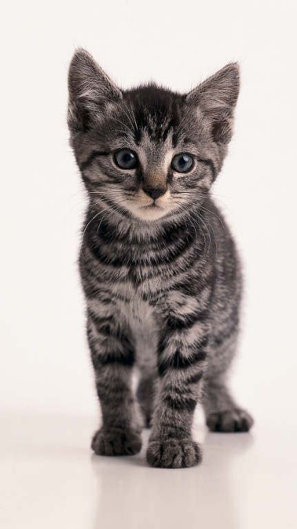 Pictures of cute fuzzy kittens. Beautiful Grey Tabby Kitten (mit Bildern) | Baby katzen