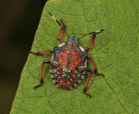 Shield Bug Nymph Pentatomidae Shield Bugs Bugs Insects