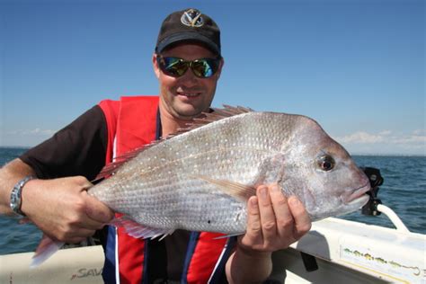 Snapper Anglers Encouraged To Stick To Limits Fishing World