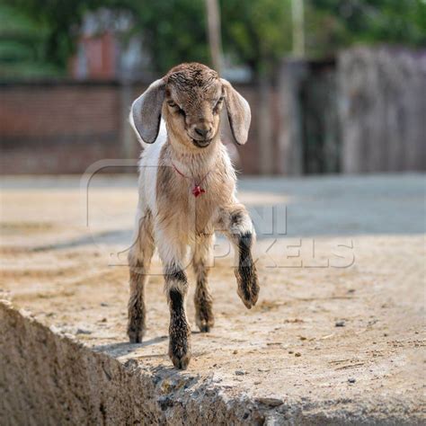 Cute Brown Baby Goat In Village In Rural Bihar Anipixels