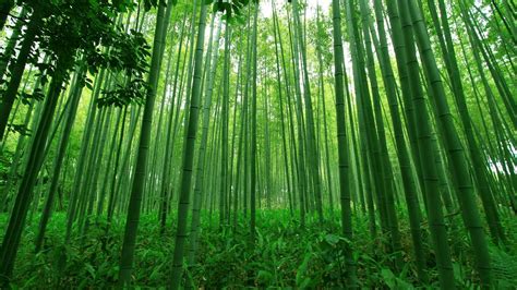 Sagano Bamboo Forest Wallpapers Wallpaper Cave