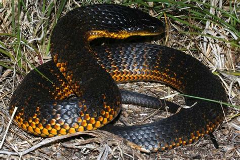 Nel suo casolare isolato, non fece altro che riprodurre sulla tela, in modo quasi ossessivo, soggetti sempre simili: I dieci animali più pericolosi in Australia - Portale ...
