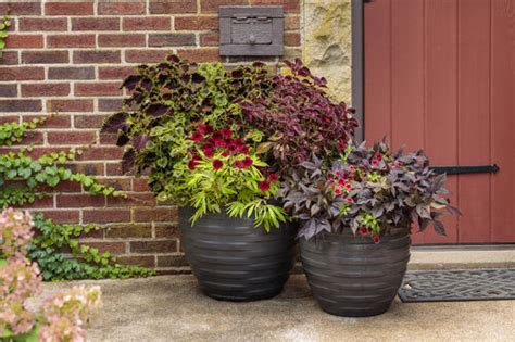 Container Gardening The Complete Guide Proven Winners