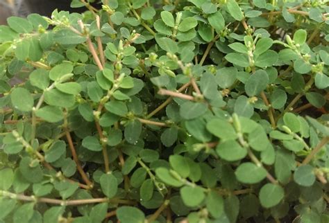 Spotlight On Weeds Prostrate Spurge Euphorbia Humistrata