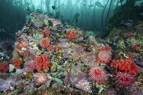 Flower Like Sea Anemones And Red Soft Coral Carpet Floor Of A Kelp Forest