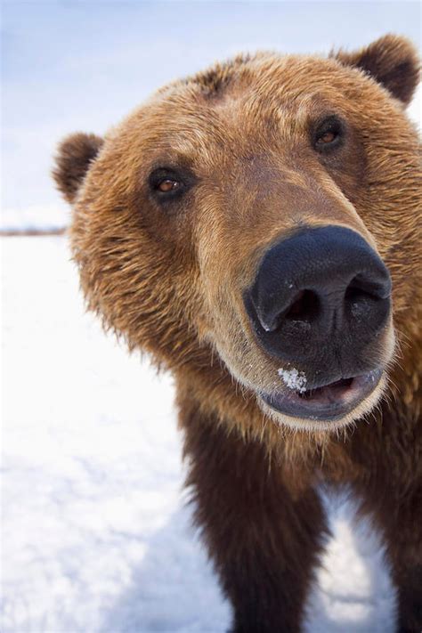 Captive Extreme Close Up Of Brown Bear Animals Cute Animals Animal