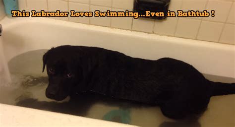 When You See This Black Labrador Retriever Trying To Swim