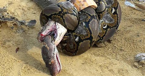 Python Et King Cobra Se Battent à Mort Dans Une Bataille épique De