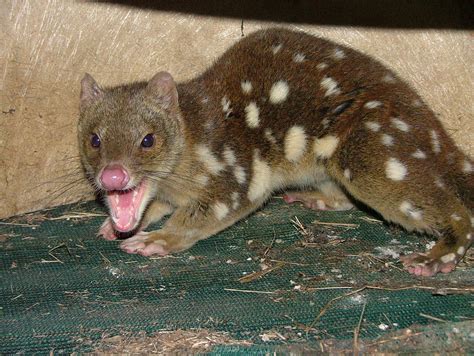 Quoll Find A Shock For Grafton Resident Daily Examiner