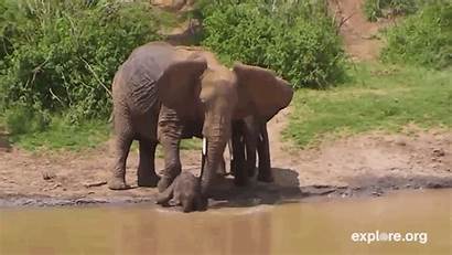 Elephant Bubbles Trunk Blowing Explore Blows Instead