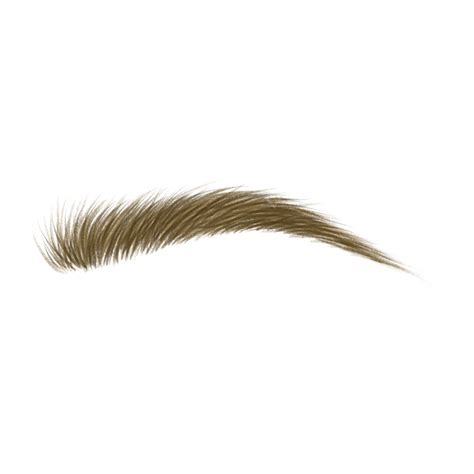 Eyebrow Realistic Style Brown Eyebrow Hair Realistic PNG Transparent