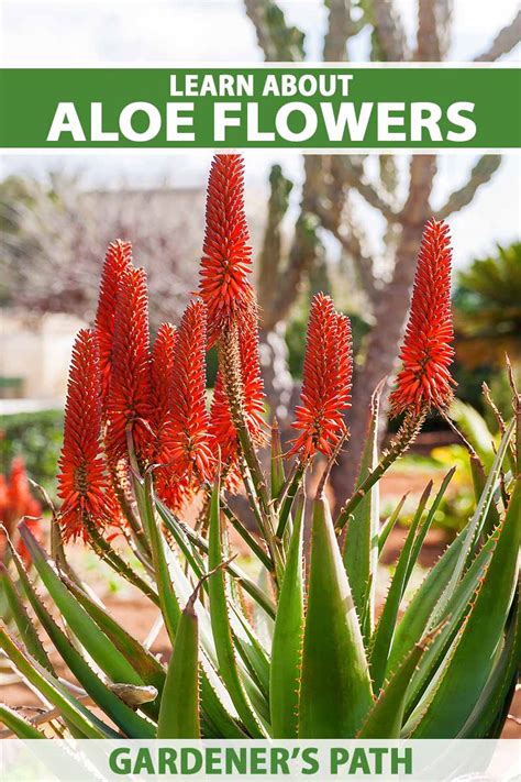 Do Aloe Plants Bloom Gardeners Path