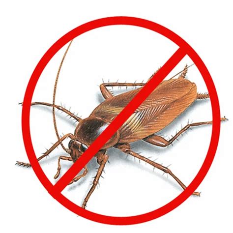 Cockroaches Pest Control Service At Rs 20001 Bhk कॉकरोच पेस्ट