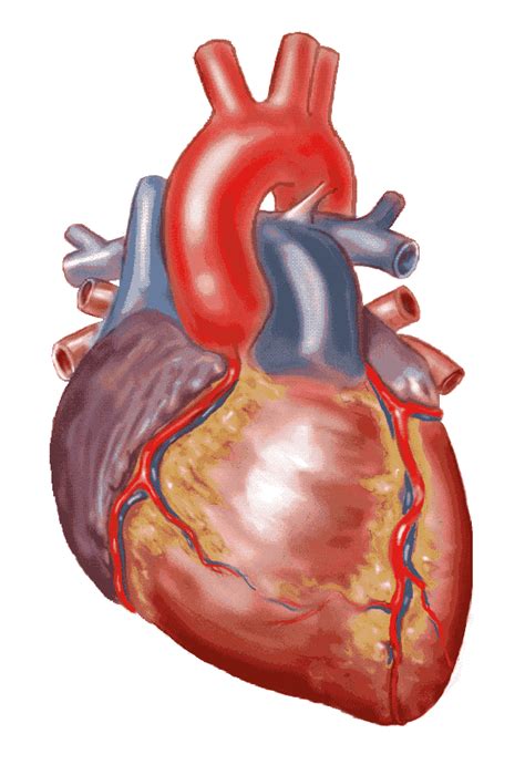Real heart stands for so much and more, compassion, empathy and empowering people with the tools to move forward in life. Animated Real Heart Gifs - ClipArt Best