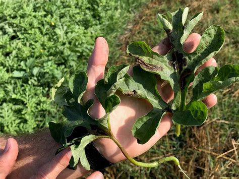 May 10 Watermelon Crop Update Panhandle Agriculture