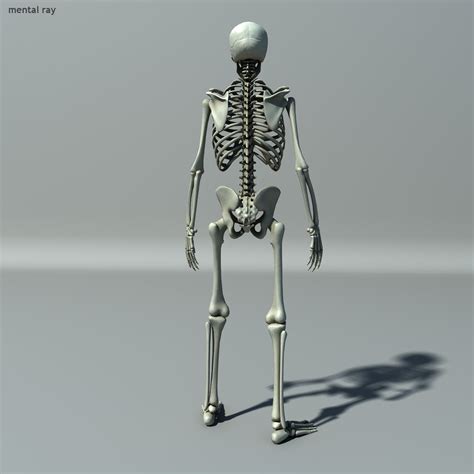 3d Model Skeleton Lowpoly Vr Ar Low Poly Rigged Animated Cgtrader
