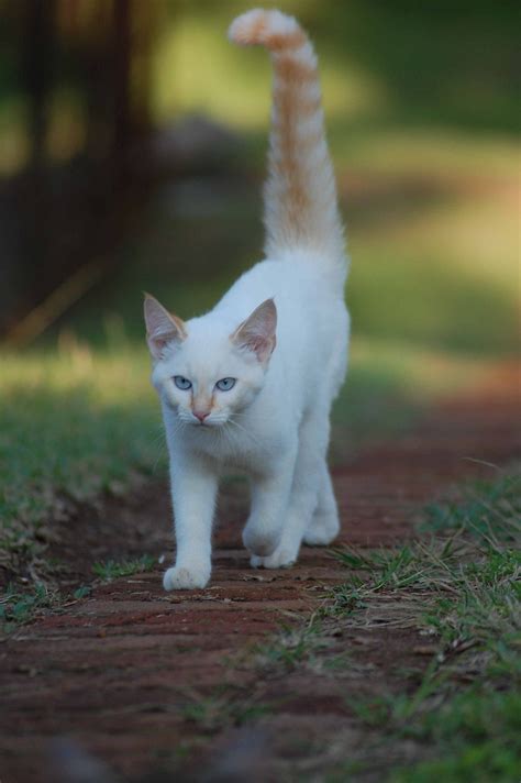 Free Images Walking Animal Pet Fur Young Kitten Feline Fauna
