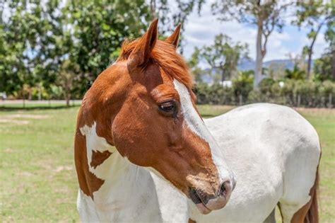 common horse breeds  america savvy horsewoman