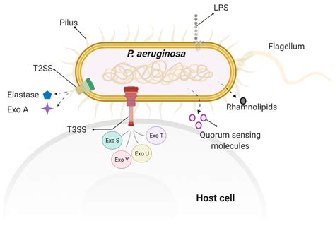 Toxins Free Full Text The Role Of Pseudomonas Aeruginosa Virulence