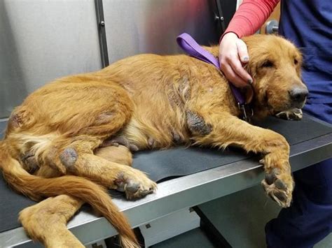 Ohio puppy rescue's adoption process. Adopt Dixie on | Golden retriever rescue, Dogs golden ...