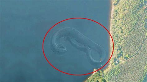 From The Mysterious Oke Bay Creature To The Giant Kraken Here Are 7