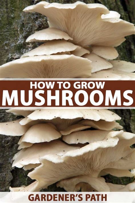 How To Grow Mushrooms Outdoors At Home Gardeners Path