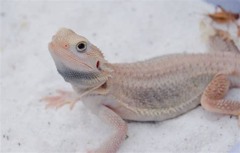 Top 15 Types Of Bearded Dragon Colors And Morphs More Reptiles