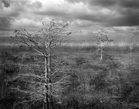 Everglades Florida Pond Cypress Trees 4 Photograph By Rudy Umans
