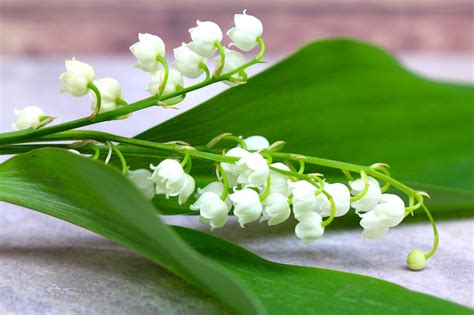 Pour le 1er mai, vous pouvez trouver du muguet sur notre site florajet.com, mais également, pour les plus aventuriers d'entre vous, dans certaines forêts du territoire français. 1er Mai 2020 - La fête du travail : Explications - Mag ...
