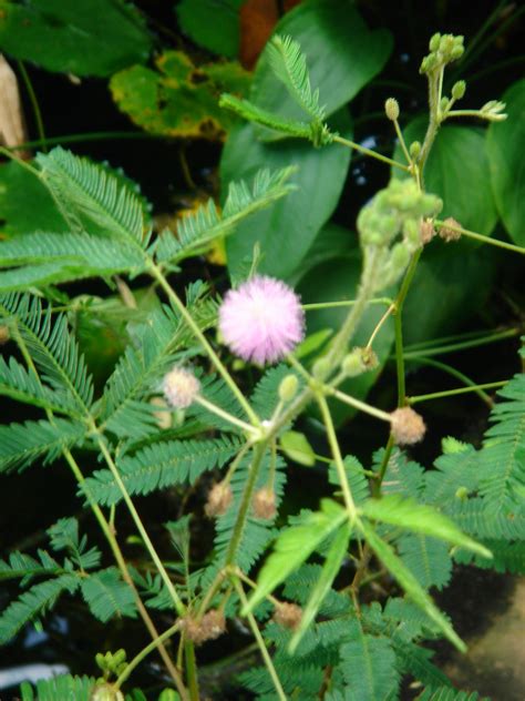 The property is 40 km from marco polo airport. Mimose, Mimosa Pudica, mehrjährig